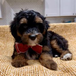 Reeses The Ultra Mini Bernedoodle Tri-Color - Tri-color male Bernedoodle puppy in Herriman, Utah from Rose Canyon Doodles
