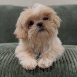 Pearlescent Oyster NEEDS HOME ASAP - White male Shih Tzu puppy in Cedar Hill, Texas from Puppy Paper House
