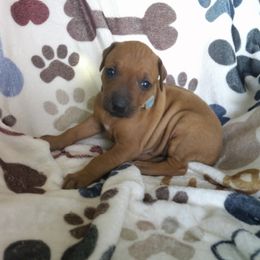 Sadie - Lt whtn blk nose female Rhodesian Ridgeback puppy in Carney, Oklahoma from River Run Parson Russell terriers & River Run Ridgebacks