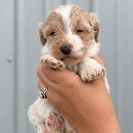 Boone - Cream male Aussiedoodle puppy in Hudson, Michigan from Haas Pawz