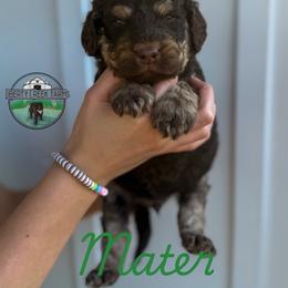 Mater - Phantom male Goldendoodle puppy in Ocoee, Tennessee from Liberty Creek Farms
