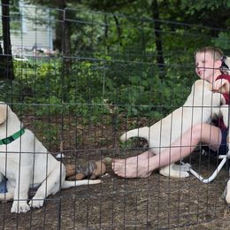 Labrador Retriever Puppies from Gabriel Ben-Yosef