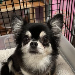 Raven - Chihuahua