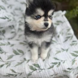 Cedar - Black and white male Pomsky puppy in Mesa, Arizona from Platinum Pomskies