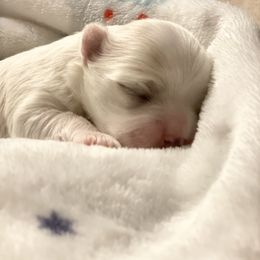 Maltese and Yorkshire Terrier Puppies from Precious Paws Maltese and Yorkies