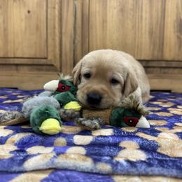 Baby Boy (Yellow) - Yellow male Labrador Retriever puppy in Chatfield, Minnesota from Terranova Retrievers