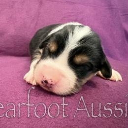 Girl 5 - Black tri-color female Australian Shepherd puppy in Lowell, Indiana from Bearfoot Aussies and Tollers