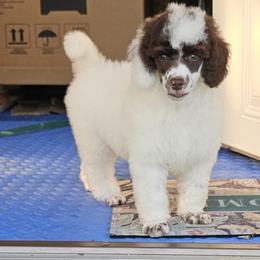 Boy 2 - male Poodle puppy in Poplar Grove, Illinois from Awesome Paws