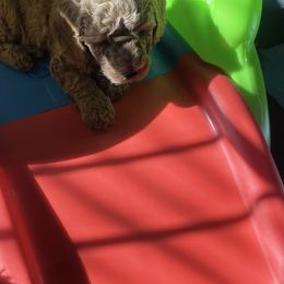 Goldendoodle and Poodle Puppies from Duffey’s IncrediDoodles