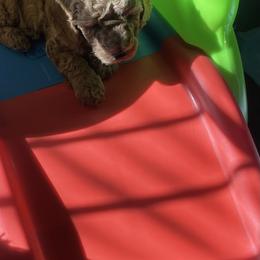 Goldendoodle and Poodle Puppies from Duffey’s IncrediDoodles