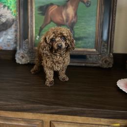 Prince - Poodle
