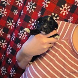 KB Black Male - Parti male Yorkshire Terrier puppy in Lakeland, Florida from You Me & The Yorkies