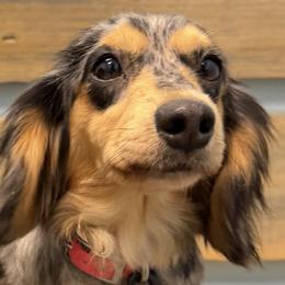 Gracie - Dachshund