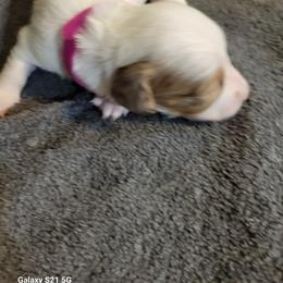 Dachshund Puppies from Weenies on the Lake