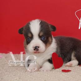 (Tux) - Blue male Pembroke Welsh Corgi puppy in Straughn, Alabama from Magnolia Creek Corgis