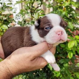 Boston Terrier Puppies from Dixieland Bostons