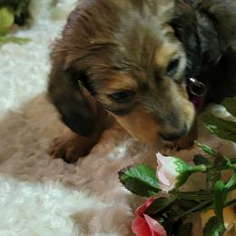Dachshund Puppies from CLARK'S BREEDING PROGRAM