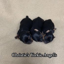 Yorkshire Terrier Puppies from Christie’s Yorkie Angel’s