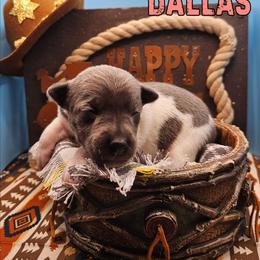 Dallas - White and blue female Rat Terrier puppy in Lynn, Alabama from Cryptic Rat Terriers