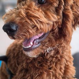 Simba - Apricot male Goldendoodle puppy in Goodyear, Arizona from The Earl Dood(le)s