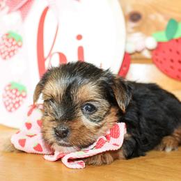 Nico - Black and tan male Yorkshire Terrier puppy in Hugo, Oklahoma from Ann R.