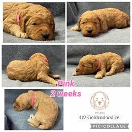 Pink - Apricot female Goldendoodle puppy in Rockford, Ohio from 419 Goldendoodles