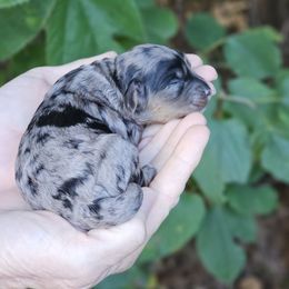 Gemma - Merle female Cockapoo puppy in Louisburg, North Carolina from Raven Oak's Shepherds