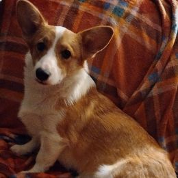Bandi - Pembroke Welsh Corgi