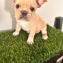 French Bulldog Puppies from Kallie’s Kennel