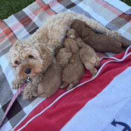 Cockapoo Puppies from Cutie Cockapoos Breeding