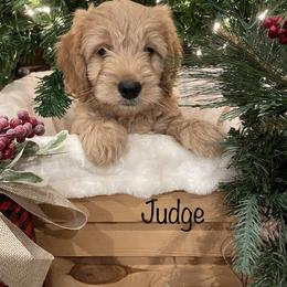 Bernedoodle, Goldendoodle, and Poodle Puppies from Kingdom Kennels