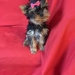 BB purple tiny - Blue and gold female Yorkshire Terrier puppy in Alburnett, Iowa from Hobbs Shire Yorkies