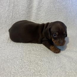 Barkley - Chocolate and tan male Dachshund puppy in Mocksville, North Carolina from The Dachs of Hazzard Dachshunds