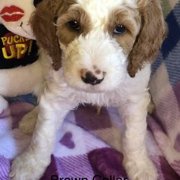 Boy 2 - Parti Poodle puppy in Jasper, Alabama from Standard Poodles and Doodles of Alabama