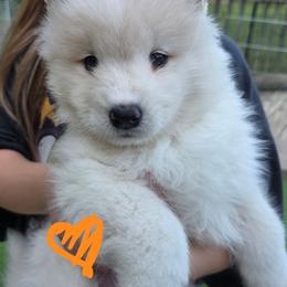 Orange girl - White and biscuit female Samoyed puppy in Elwell, Michigan from Limelight Samoyeds