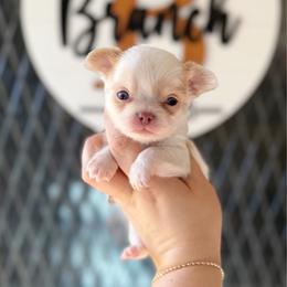 Murphy - Cream and white male Chihuahua puppy in Harrison, Michigan from Cloud9 Chihuahuas