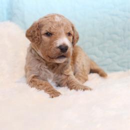 Shay - Apricot female Goldendoodle puppy in Cherry Creek, New York from Doodles Pups of NY