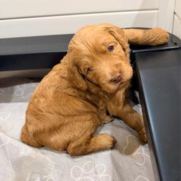 Ricky - Red  male Goldendoodle puppy in Anthem/Phoenix, Arizona from Ironwood Doodles