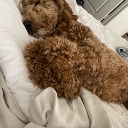 Goldendoodle All Grown Up from Anytime Doodles