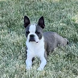 Sadie - Boston Terrier