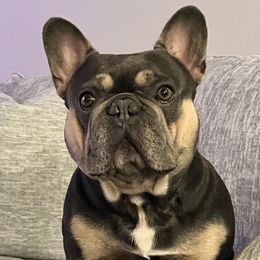Brutus - French Bulldog