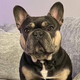 Brutus - French Bulldog