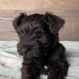 Miniature Schnauzer Puppies from Southern Charm Miniature Schnauzers