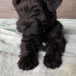 Miniature Schnauzer Puppies from Southern Charm Miniature Schnauzers