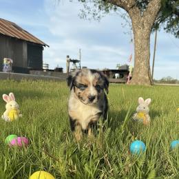 Patsy Cline - Blue merle female Miniature Australian Shepherd puppy in Godley, Texas from Bradley Kennels