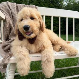 Bandit - Apricot male Goldendoodle puppy in Ooltewah, Tennessee from Allison Family Doodles