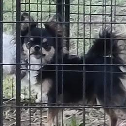 Blake - Chihuahua