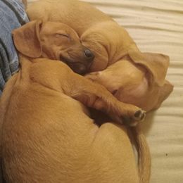 Dachshund Puppies from Sherman's Dachshunds