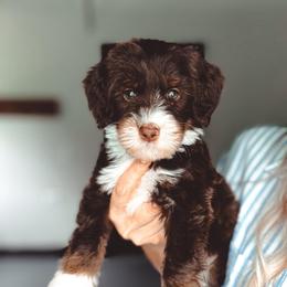 Sandy - Tri-color female Bernedoodle puppy in Jackson, Missouri from Pincksten Family Doodles