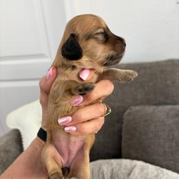 Girl 1 - Cream female Dachshund puppy in Cottonwood, Arizona from JuniperWood Dachshunds